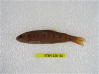 藏品(臺灣鉤吻鮭)的圖片